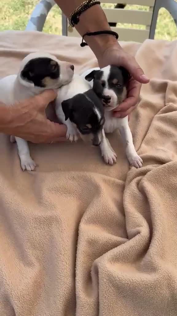 Ratonero Bodeguero Andaluz perros en venta: Cachorros bodeguero - Video 1