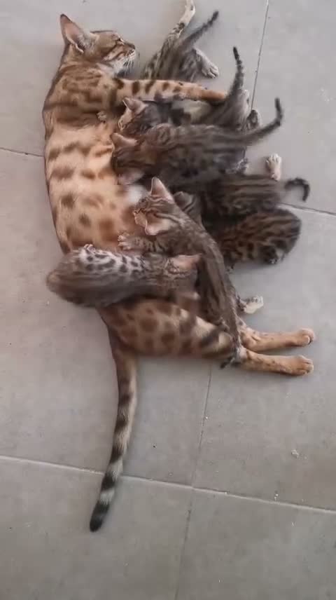 Bengalí gatos en venta: Gatos Bengalí  - Video 2