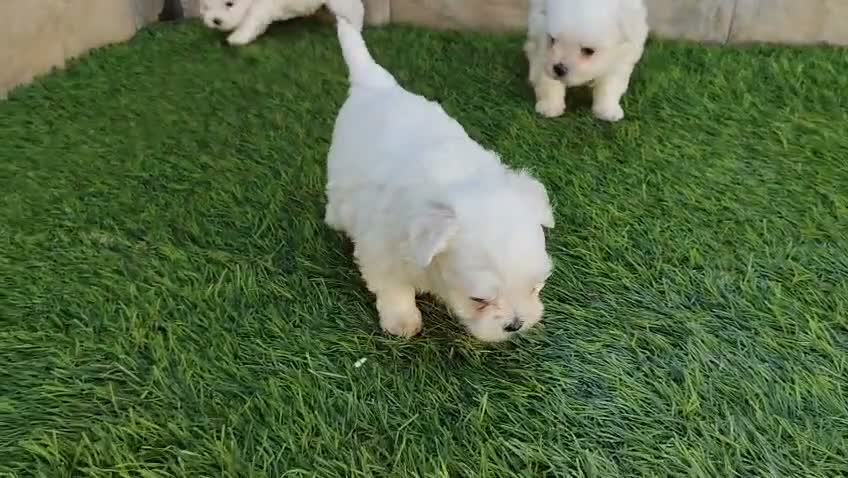 Bichón Maltés perros en venta: CACHORROS DE BICHON MALTÉS  - Video 1