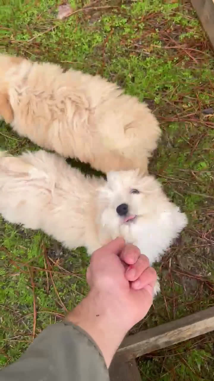 Maltipoo perros en venta: Maltipoo - Video 1