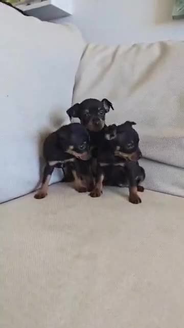 Affenpinscher perros en venta: Pincher hembra  - Video 1