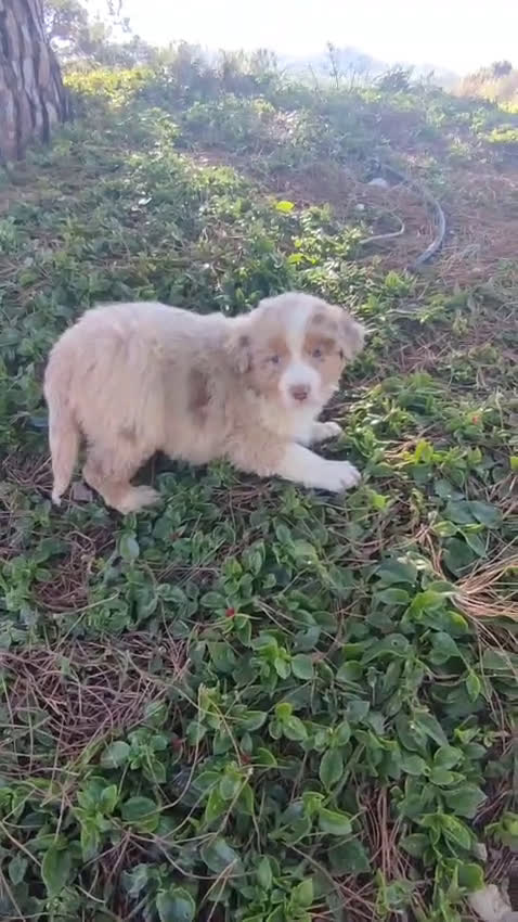 Pastor Australiano perros en venta: PASTOR AUSTRALIANO  - Video 1