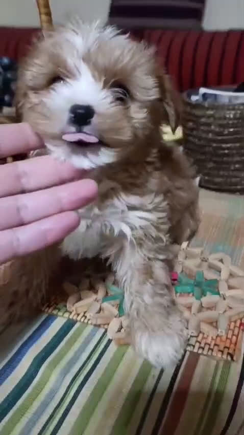 Maltipoo perros en venta: Maltipoo toy y minitoy - Video 1