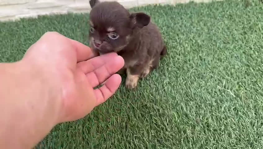 Chihuahua perros en venta: Chihuahua pelo largo  - Video 1