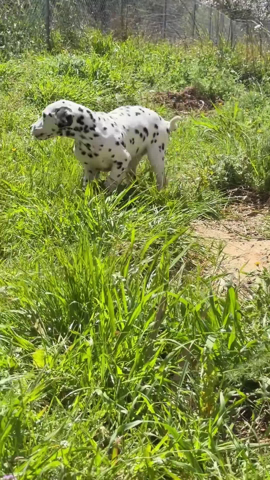 Dálmata perros en venta: Dálmata macho  - Video 4