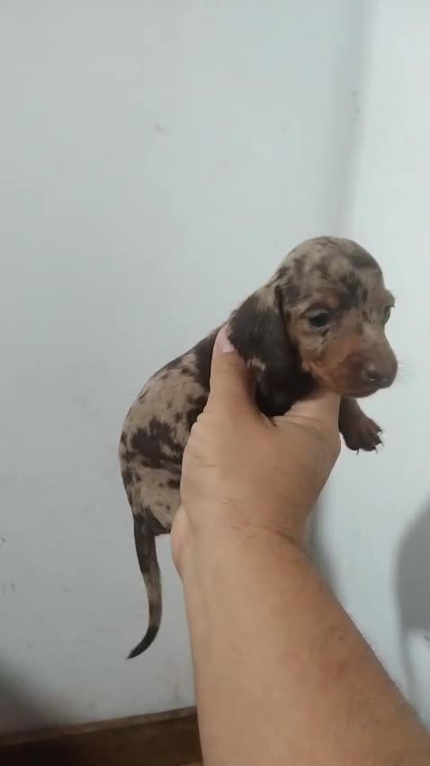 Teckel perros en venta: Espectacular camada de Teckel chocolate Arlequín - Video 3