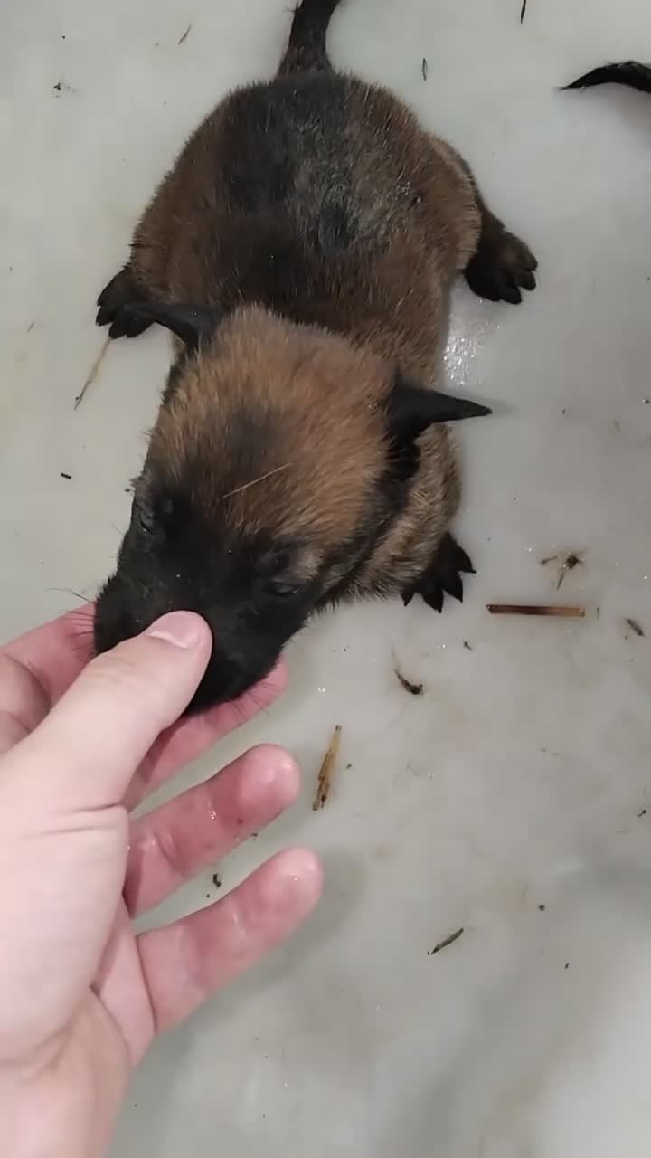 Pastor Belga Malinois perros en venta: Disponible Pastor belga Malinois para reservar  - Video 2