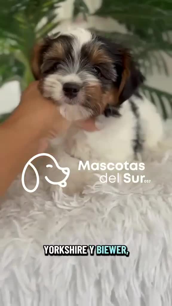 Yorkshire Terrier perros en venta: YORKSHIRE BIEWER - Video 1
