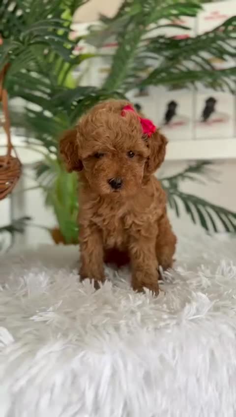 Caniche Toy perros en venta: CANCIHE ROJO - Video 1