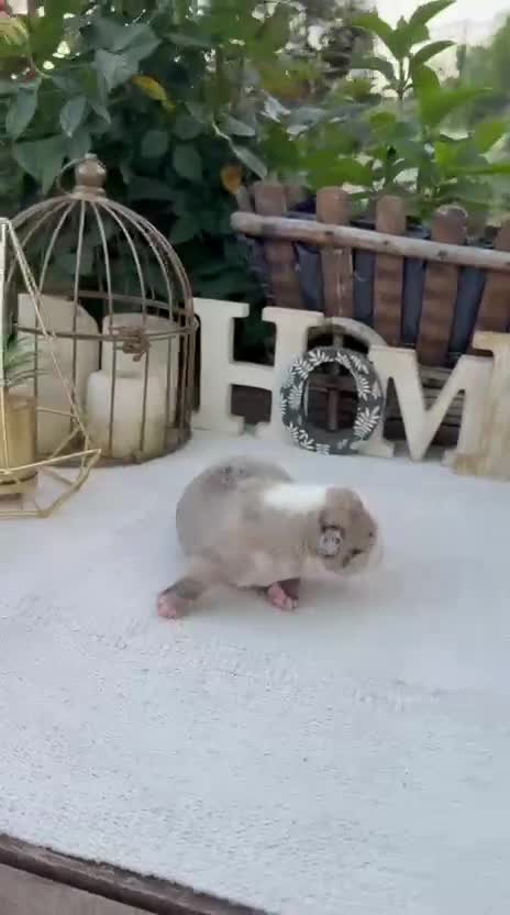 Bulldog Francés perros en venta: Bulldog francés merles  - Video 2