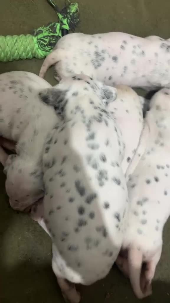 Dálmata perros en venta: Dalmata con pedigrí  - Video 3