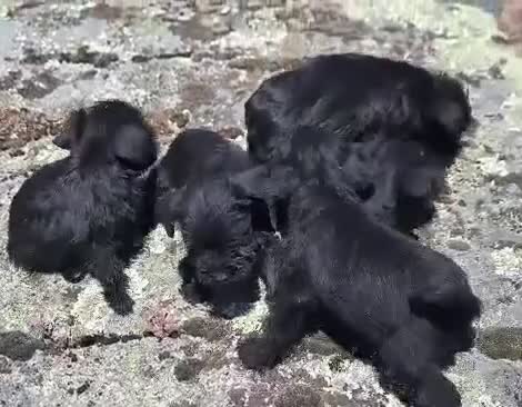 Schnauzer Miniatura perros en venta: Schnauzer Camada Especial  - Video 3