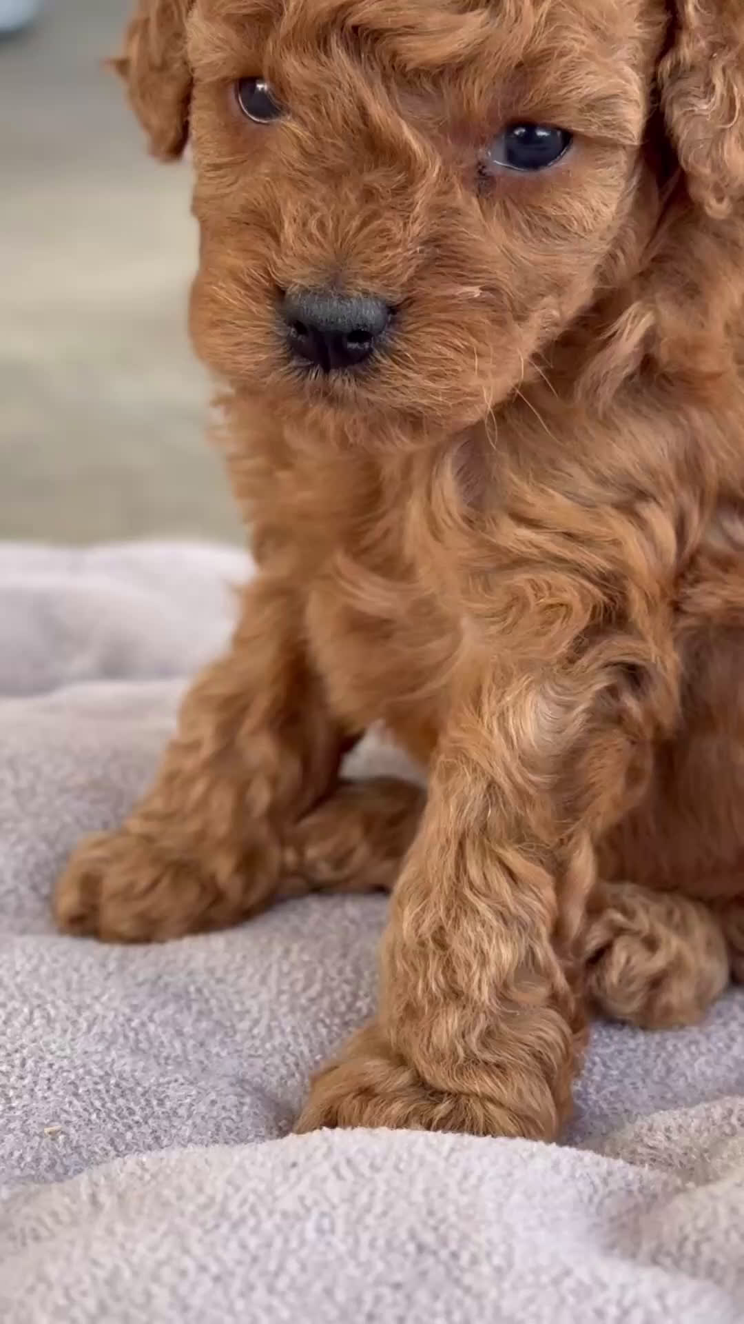 Caniche Toy perros en venta: 🐾 Atom – Caniche Toy rojo ❤️ - Video 1