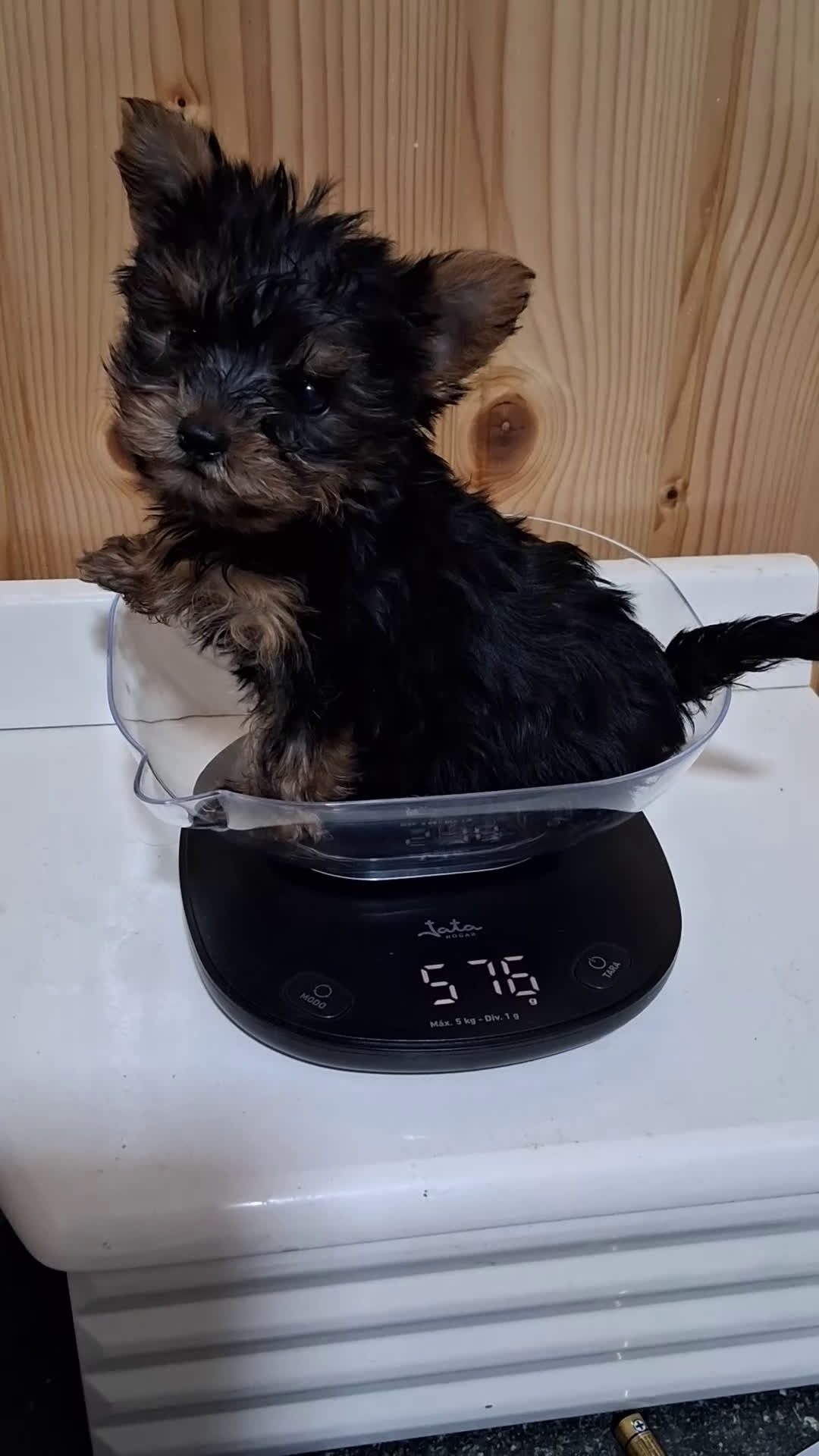 Yorkshire Terrier perros en venta: Yorkshire  - Video 1