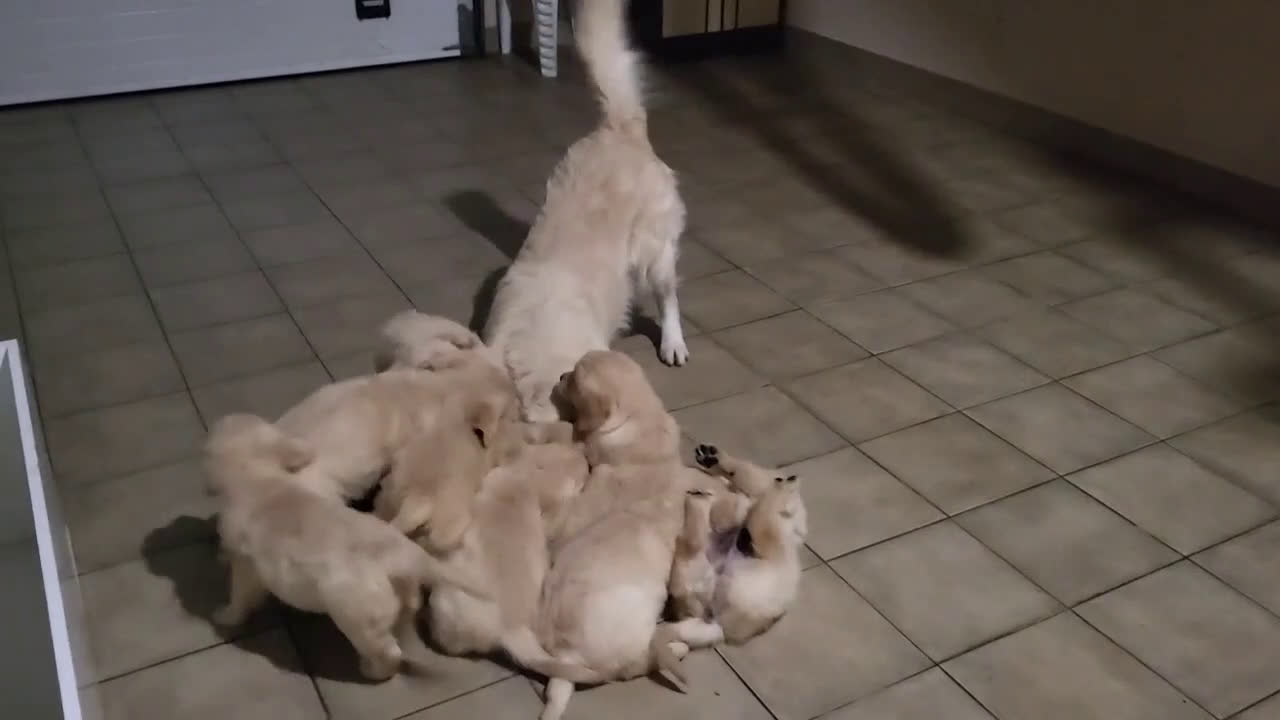 Golden Retriever perros para monta: Macho Golden para monta - Video 1