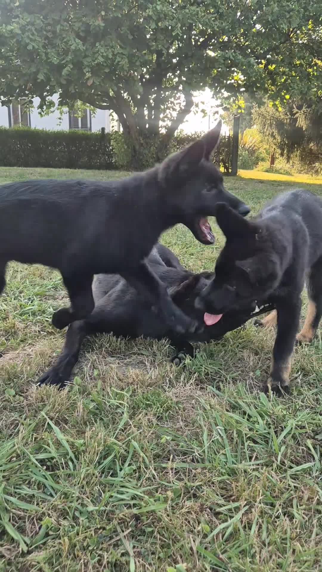 Pastor Alemán perros en venta: Disponibles cachorros pastor aleman de trabajo - Video 1