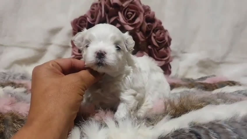 Bichón Maltés perros en venta: Bichones Malteses   - Video 1