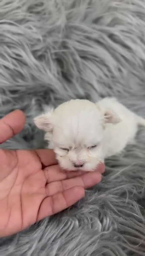 Bichón Maltés perros en venta: Bichon Maltes americano  - Video 1