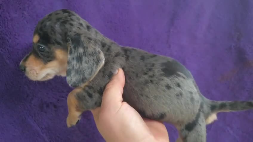 Teckel perros en venta: Teckel Arlequínes y Negros fuego - Video 1