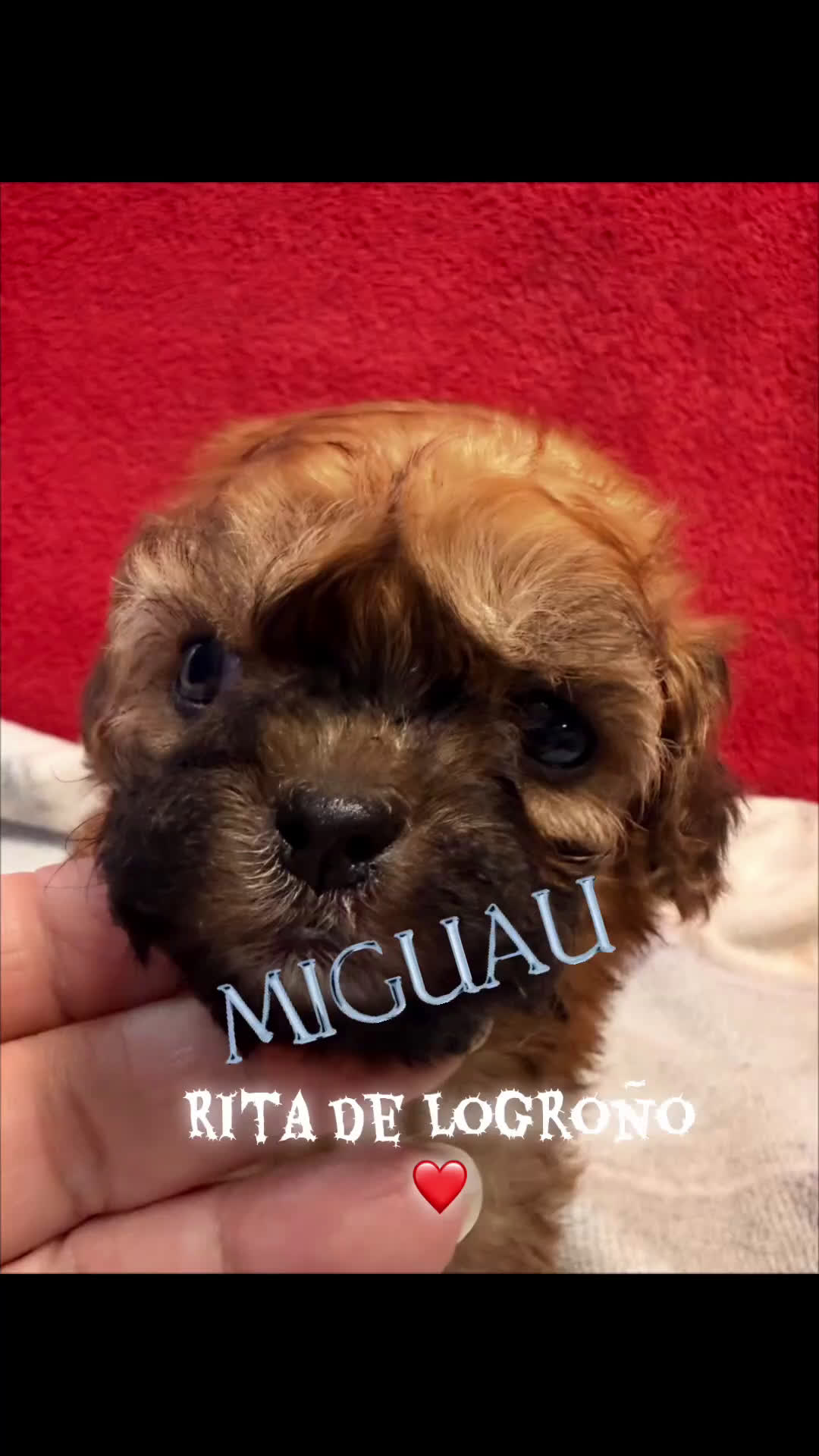 Shihpoo perros en venta: Preciosos ShihPoos de varios colores - Video 2