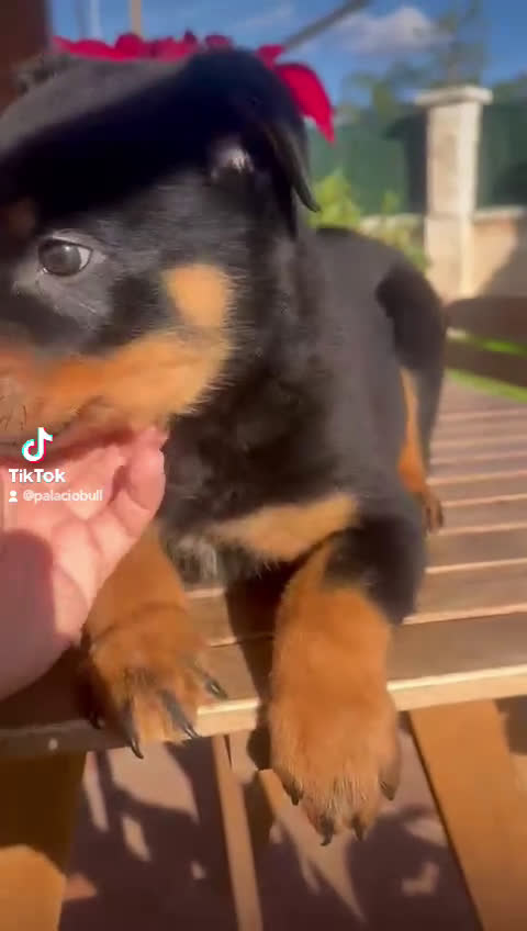 Rottweiler perros en venta: Cachorro rottweiler  - Video 1