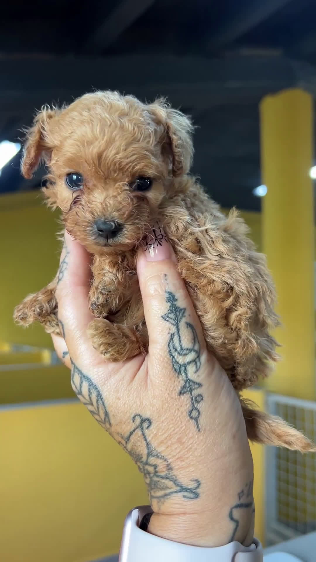 Caniche Toy perros en venta: Caniche Teacup  - Video 1
