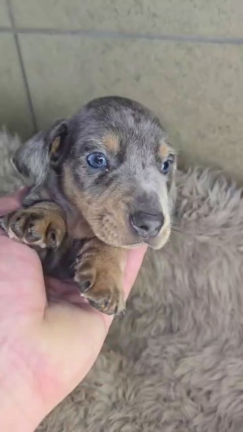 Teckel perros en venta: Venta de teckel kanichen y miniatura. - Video 1