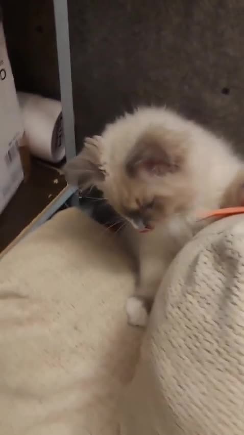 Siberiano gatos en venta: Siberianos  641387649 - Video 1