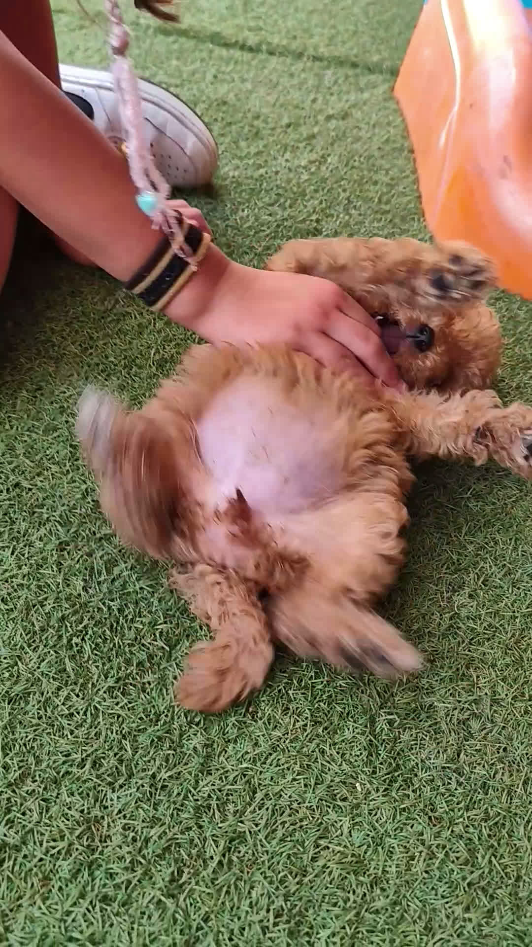 Caniche Toy perros en venta: Preciosa hembra caniche toy - Video 2