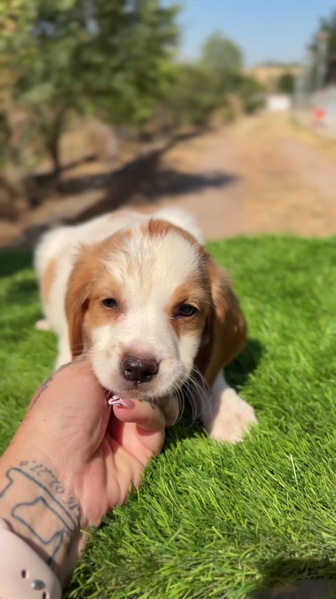 Épagneul Breton perros en venta: Breton hembra  - Video 2