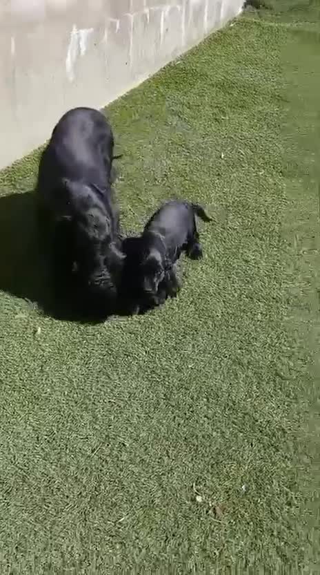 Cocker Spaniel Inglés perros en venta: Cocker spaniel inglés  - Video 1
