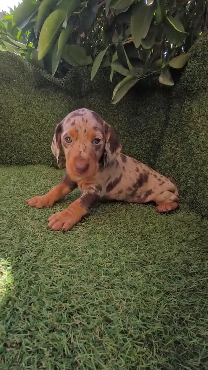 Teckel Miniatura perros en venta: teckel arlequín chocolate ojos celestes  - Video 1