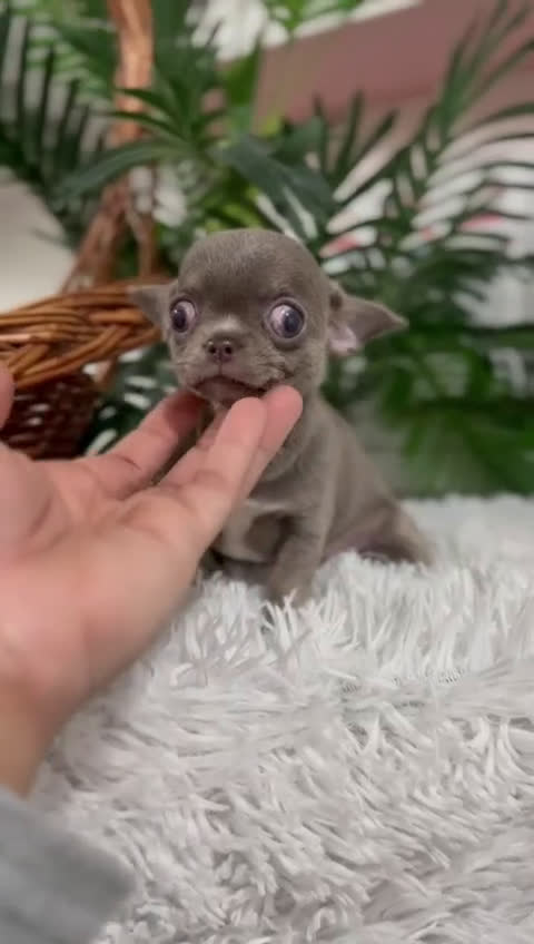 Chihuahua perros en venta: CHIHUAHUA HEMBRA LILAC AND TAN - Video 1