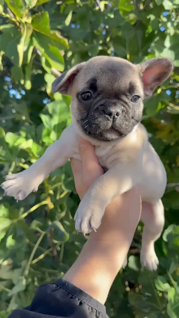 Bulldog Francés perros en venta: Bulldog francés  - Video 2