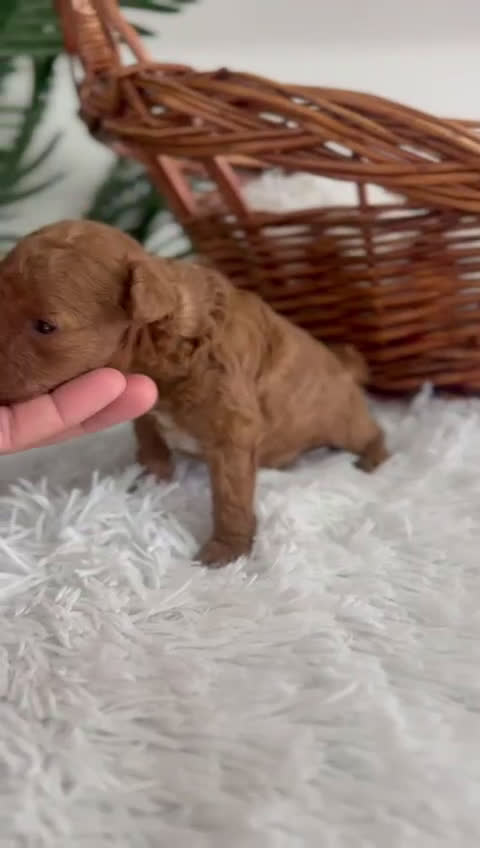 Caniche Toy perros en venta: CANICHE MINI TOY MACHO - Video 1
