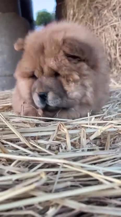Chow Chow perros en venta: Chow Chow hembra  - Video 2