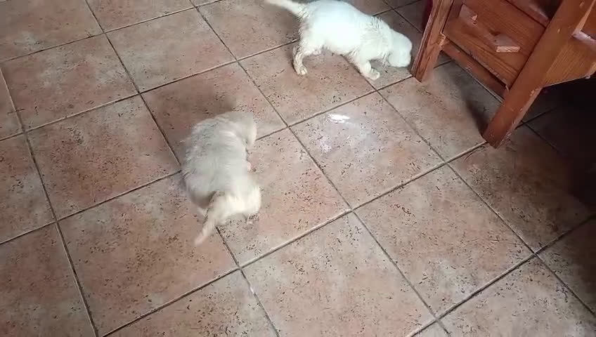 Golden Retriever perros en venta: Impresionantes Golden retriever  - Video 3