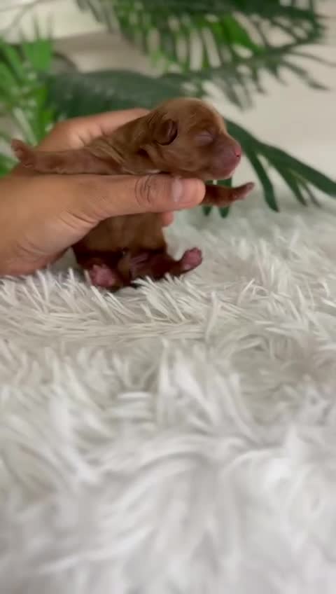 Maltipoo perros en venta: MALTIPOO ROJA - Video 2