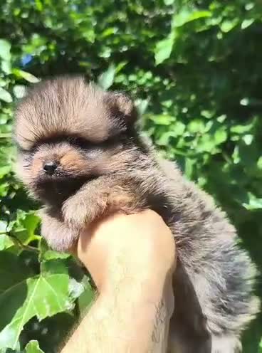 Pomerania perros en venta: Pomerania  - Video 3