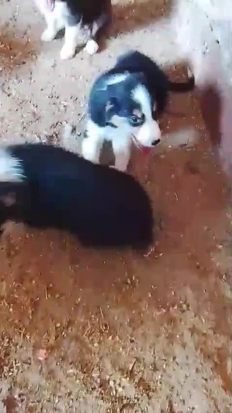 Border Collie perros en venta: Cachorros de border collie  - Video 1