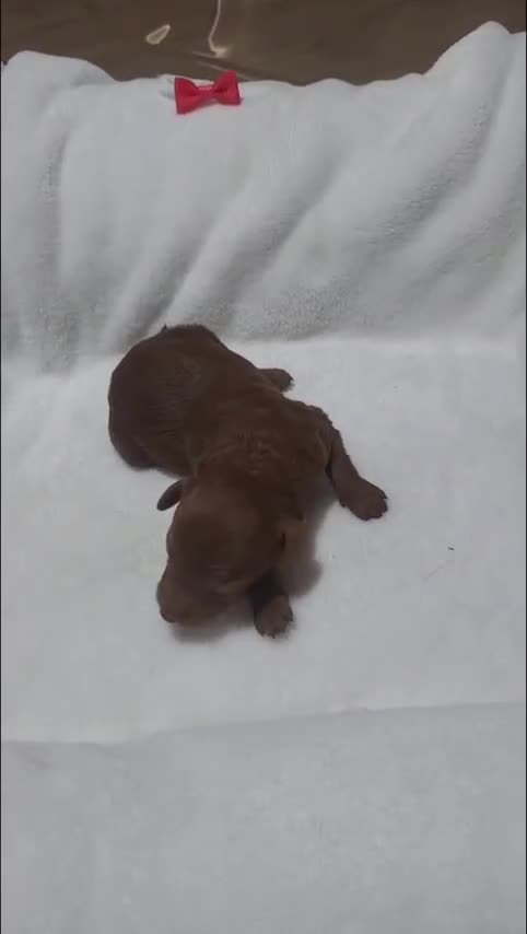 Raza Mixta perros en venta: Caniches  - Video 1