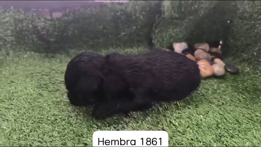 Caniche Toy perros en venta: Cachorros Caniche Toy   en Granada - Video 3