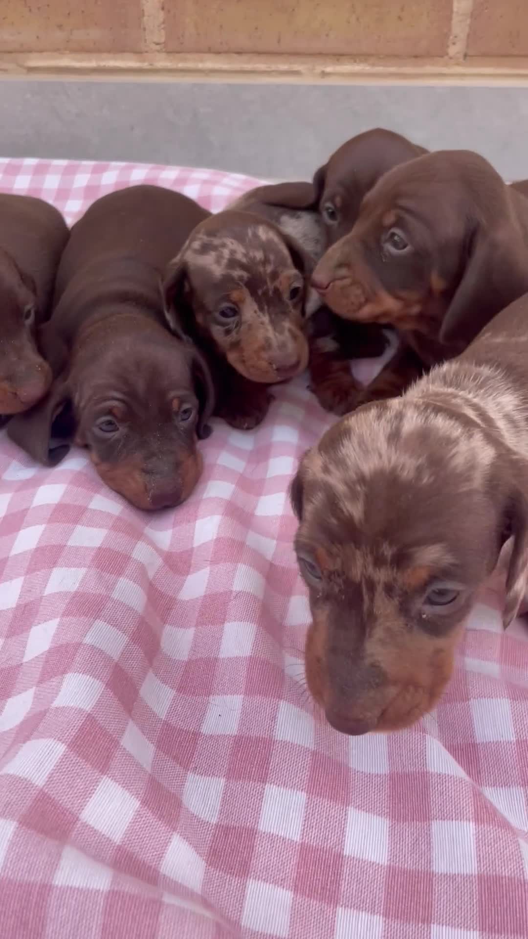 Teckel perros en venta: Cachorros Teckel  - Video 1