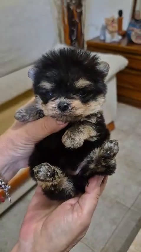 Pomerania perros en venta: Pomerania  - Video 2