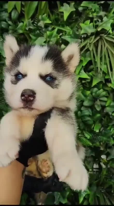 Husky Siberiano perros en venta: PEQUEÑOS CACHORROS DE HUSKY - Video 1