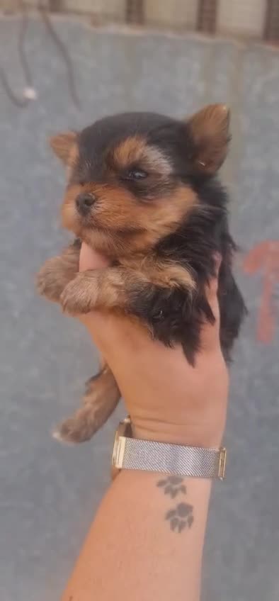 Yorkshire Terrier perros en venta: Yorkshire  - Video 1