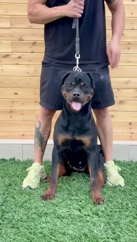 Rottweiler perros en venta: Rottweiler  - Video 1