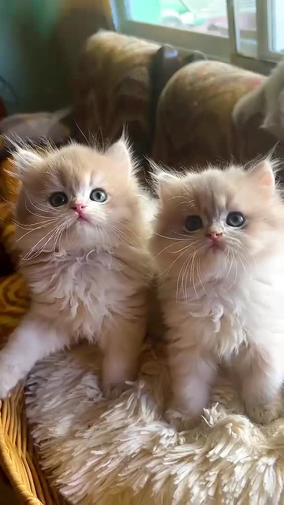 Británico de Pelo Corto gatos en venta: Camada de british longhair y shorthair golden - Video 1