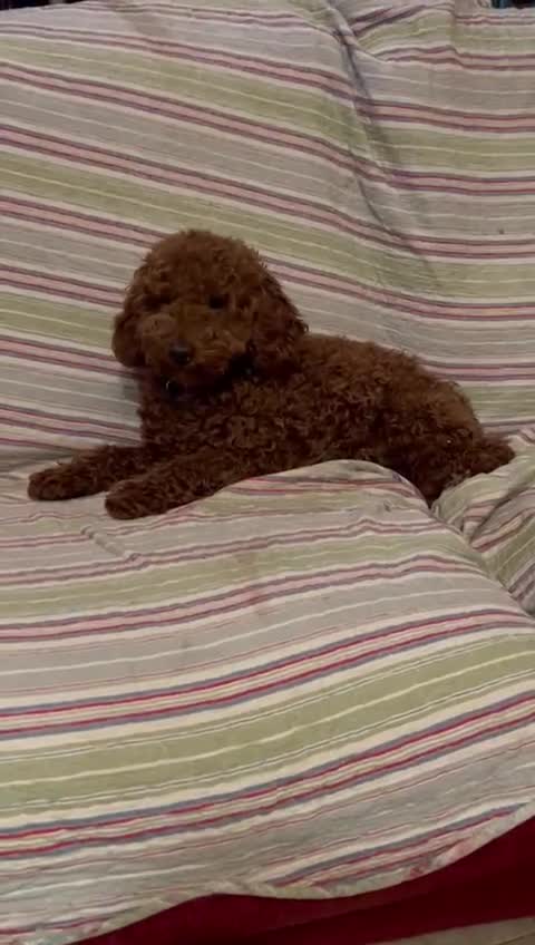 Maltipoo perros en venta: Maltipoo mini - Video 1