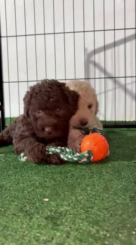 Perro de Agua Español perros en venta: Perro de agua  - Video 2